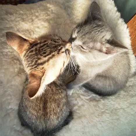 Naturalement Best - Page 3 Bisous-de-chatons-sur-la-bouches-mignon-animaux