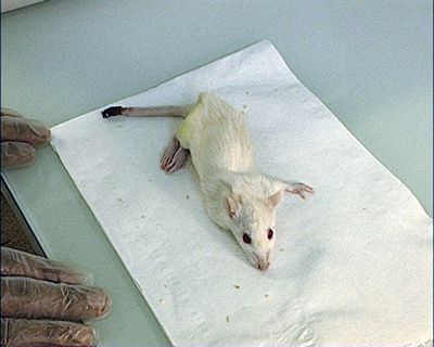 Des souris martyrisées pour tester un médicament « esthétique » à base de toxine botulique